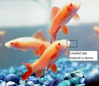 Albino_Rainbow_Shark.jpg
