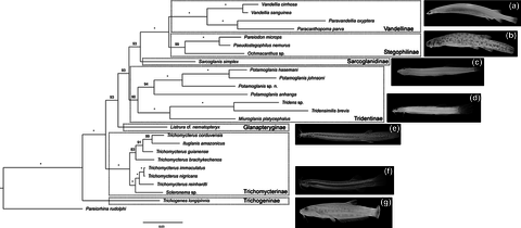 zsc12260-fig-0001.png