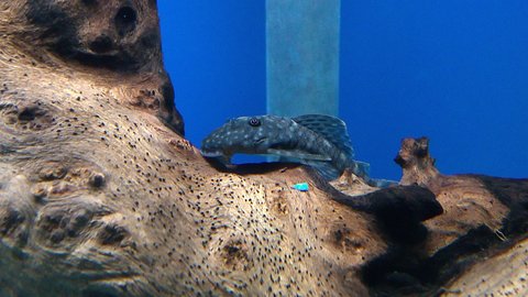 Normal juvenile pattern