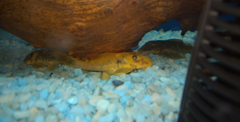 Luteinized / xanthic fish