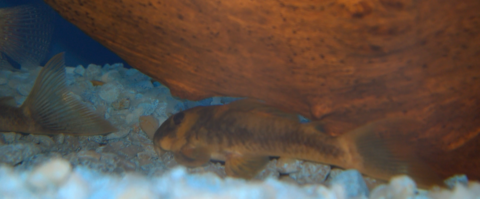 Luteinized / xanthic fish