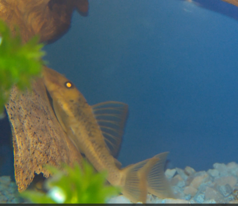 Luteinized / xanthic fish with orange seam fins