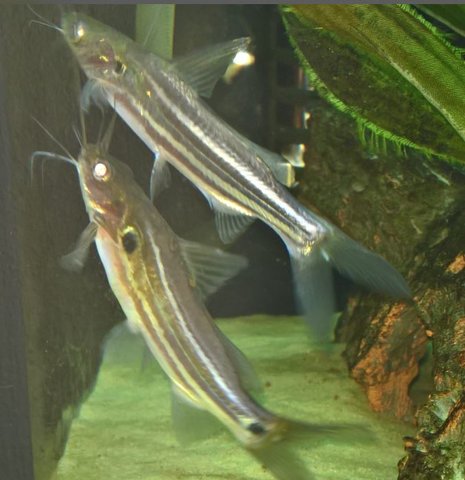 mystus 1.JPG