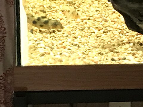 More recent photo blotches turned into spots