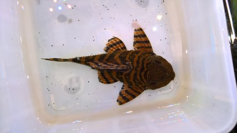 new fish #1 (male?)
