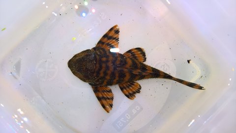 new fish #2 (male?)