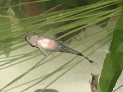 belly picture