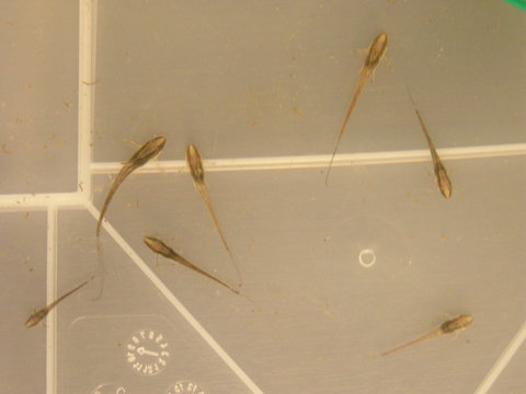 PC090021_zpstinrjdd7.jpg