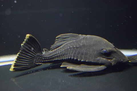 DSC_0656.JPG