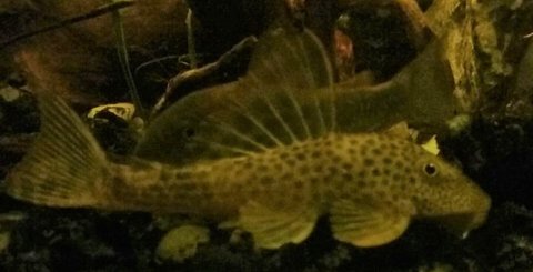 pleco (2).jpg