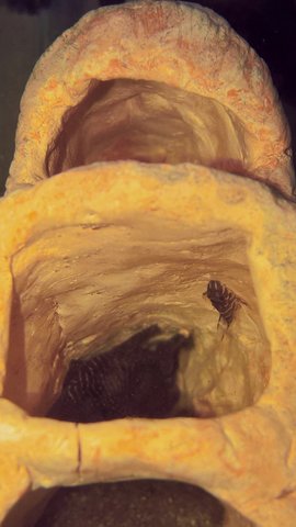 L260 Cave with fry.jpg