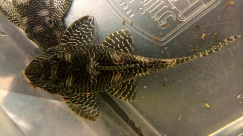 L260 fish 3.jpg