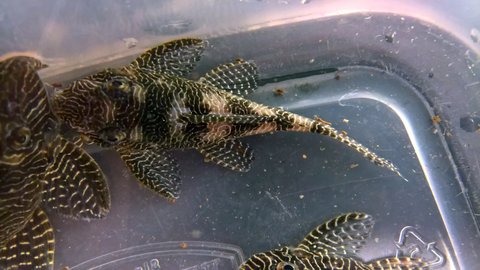 L260 fish 2.jpg