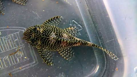 L260 fish 1.jpg