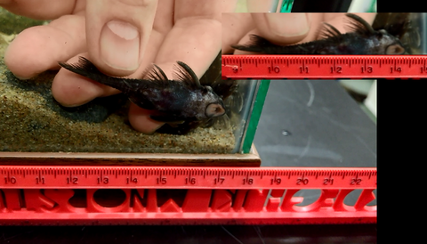 Micracanthicus vandragti size on arrival.png