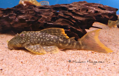 Guyanancistrus guahiborum L106