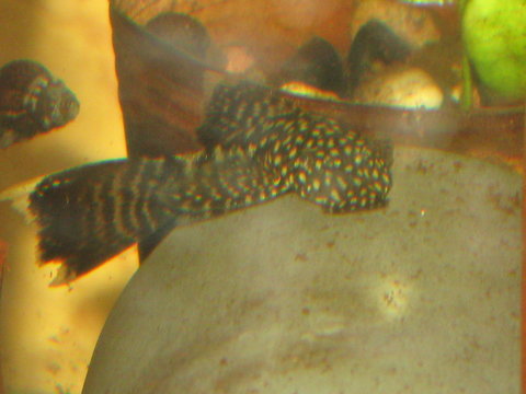 IMG_4155.JPG