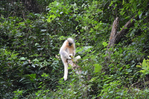 Ryan Thoni Golden Langur.JPG