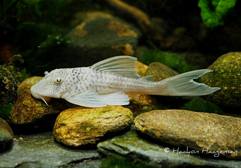 L141 Ancistomus snethlageae