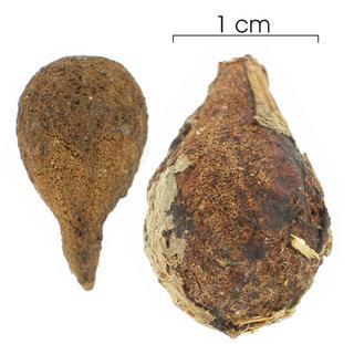 Licania_hypoleuca_seed-dry,I_SP1938.jpg