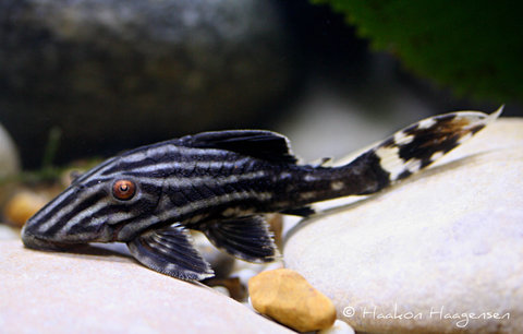 Panaque nigrolineatus L190