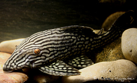 Panaque nigrolineatus L190