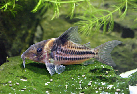 Corydoras bifasciatus