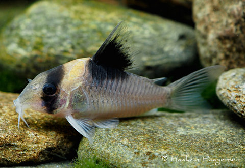 Corydoras burgessi