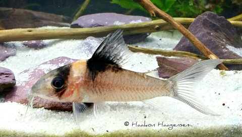 Corydoras cf. amandajanea