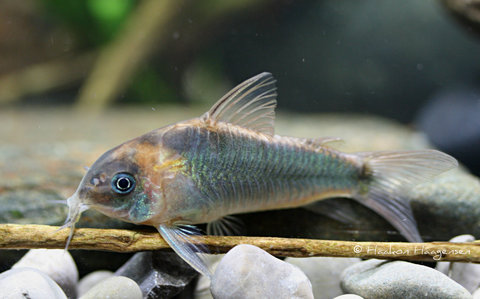 Corydoras eques