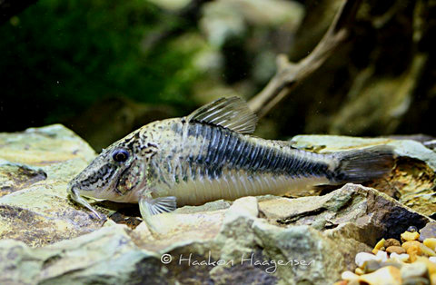 Corydoras fowleri