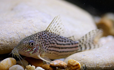 Corydoras haraldschultzi