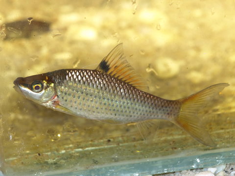 O. bleekeri