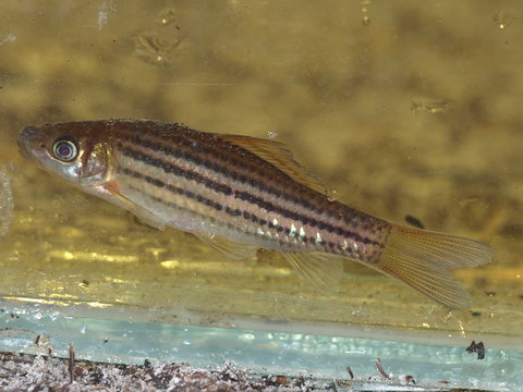 O. pentalineatus