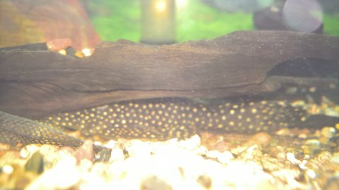 I don't know what this is.  Hiding too well and tank poorly lit. Glass a bit dirty
