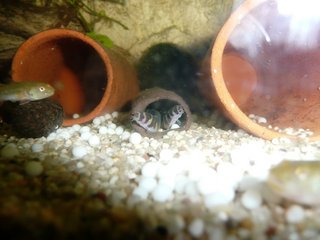 the goby is looking very jelaous, isnt it?