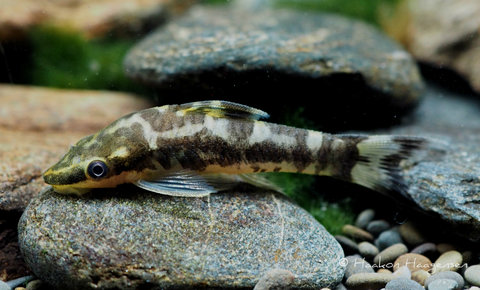 Otocinclus cocama