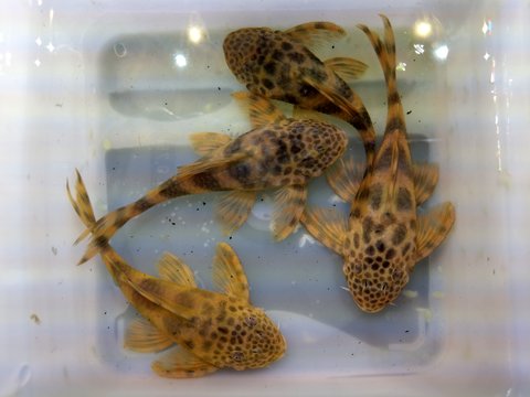 L387 Males