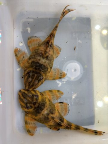 L306, Pair