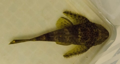 Pseudolithoxus dumus L244, Fish 1, 100mmSL