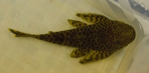 Pseudolithoxus dumus L244, Fish 2, 90mmSL
