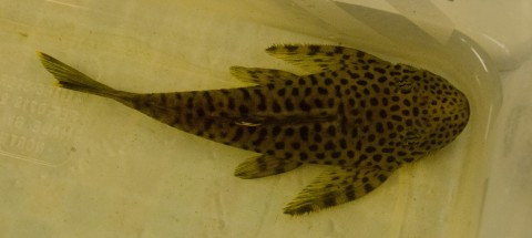 Pseudolithoxus dumus L244, Fish 3, 90mmSL
