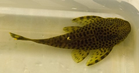 Pseudolithoxus dumus L244, Fish 4, 75mmSL