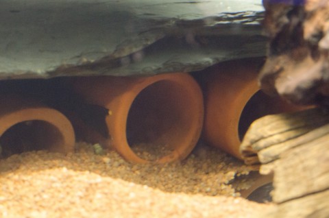 Another smaller fish in an adjacent crevice. I've seen two fish in this area of the tank several times today.