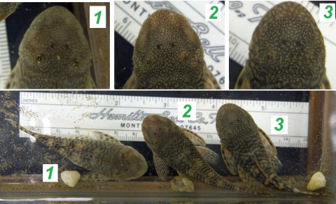 Chaetostoma sp(6) noses compared to scale.jpg