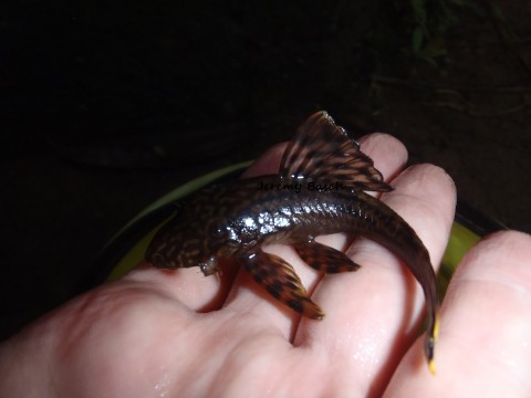 Ancistrus sp. Rio Vaupes