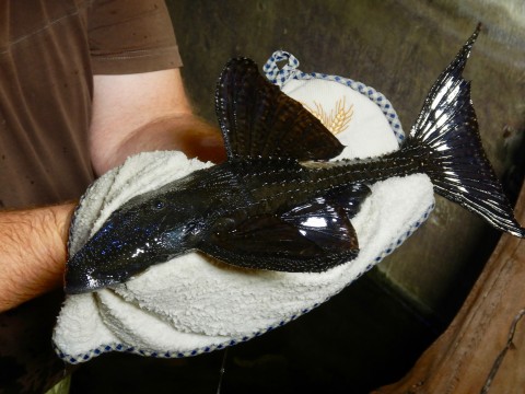 Acanthicus adonis, watch the dorsal high VS the shorter of hystrix