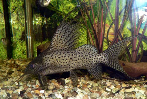 Synodontis_Eupterus_3.JPG