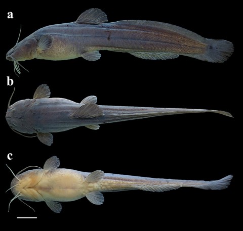 Heptapterus carnatus