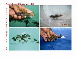 L025 aquabid.JPG